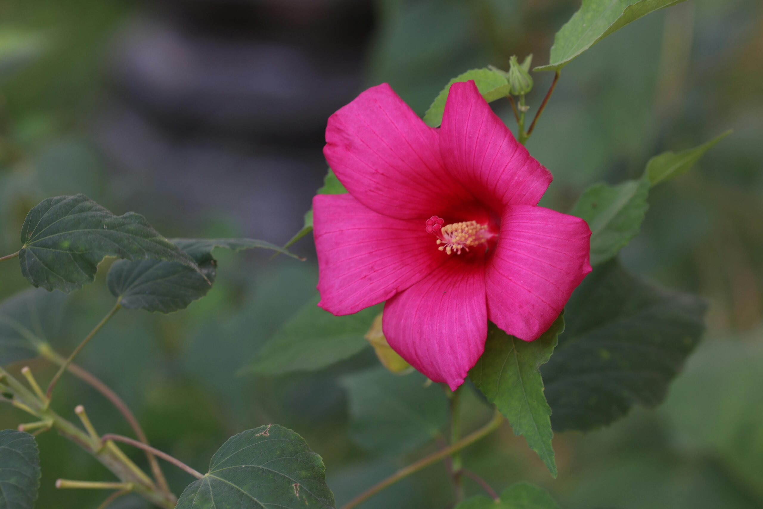 Close-up of a vivid pink hibiscus flower with lush green leaves, captured outdoors in Oʻzbekiston.